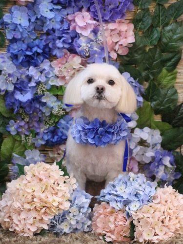 20250613あずきくん